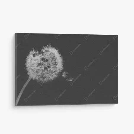 Leinwandbild zarter löwenzahn in monochrom – Wallnifity®