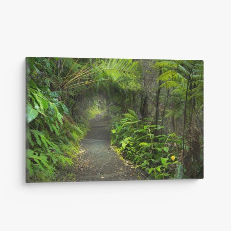 Leinwandbild üppiger regenwaldpfad im Kilauea Iki, Hawaii – Wallnifity®