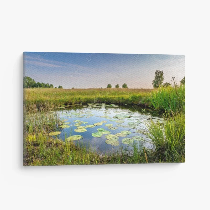 Leinwandbild ruhiger seerosen-teich in der wiese