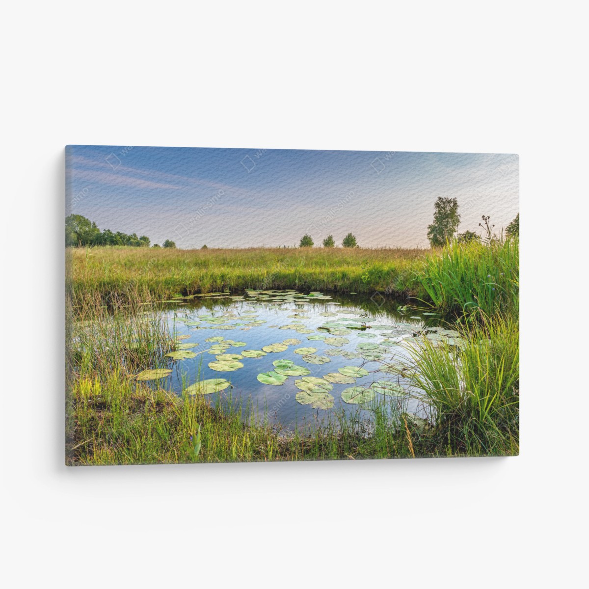 Leinwandbild ruhiger seerosen-teich in der wiese – Wallnifity®