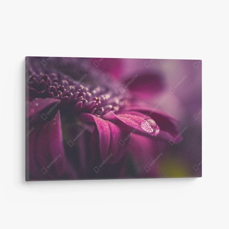 Leinwandbild lila makroblüte mit tautropfen