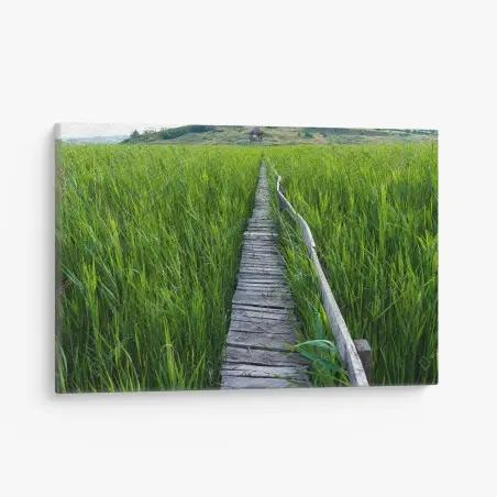 Leinwandbild ruhiger grüner steg durch schilfland zur rustikalen hütte – Wallnifity®