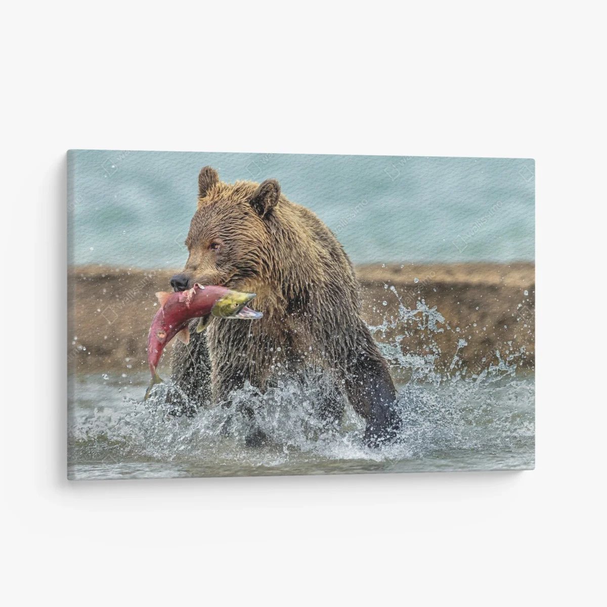 Leinwandbild braunbär fängt lachs im fluss – Wallnifity® Leinwandbild braunbär fängt lachs im fluss – Wallnifity®
