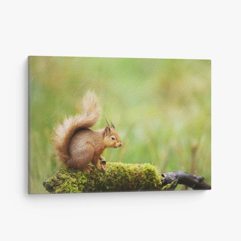 Tiere – Wallnifity®