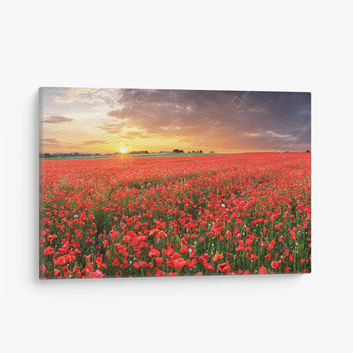 Leinwandbild mohnfeld im sonnenuntergang – Wallnifity® Leinwandbild mohnfeld im sonnenuntergang – Wallnifity®