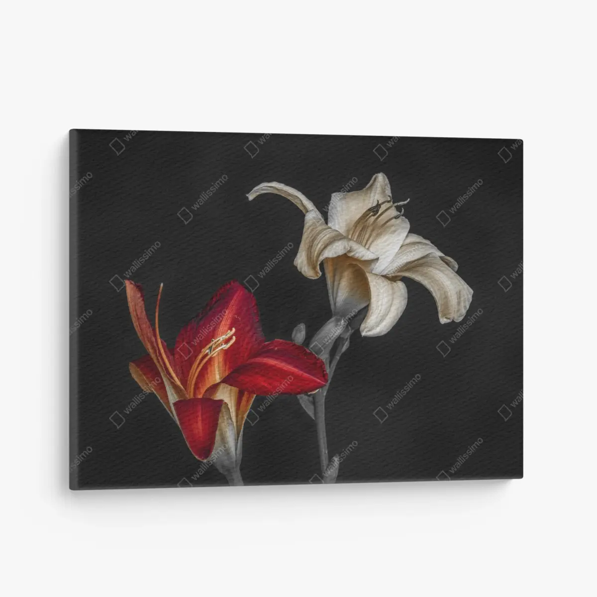 Leinwandbild dramatische rote und cremefarbene lilien auf schwarzem hintergrund – Wallnifity®