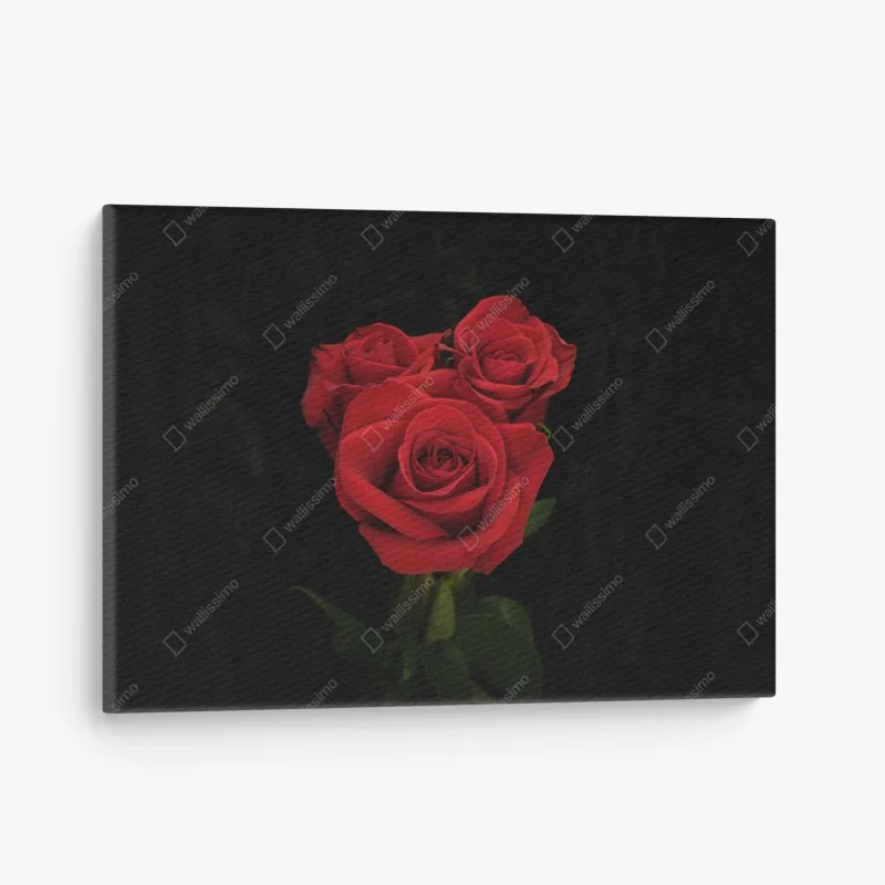 Leinwandbild rote rosen vor schwarzem hintergrund