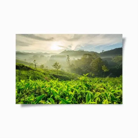 Poster sonnenaufgang über den teeplantagen von Munnar – Wallnifity®