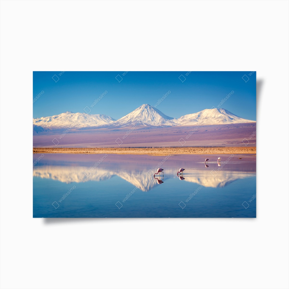 Poster Laguna Chaxa mit flamingos und Licancabur – Wallnifity®