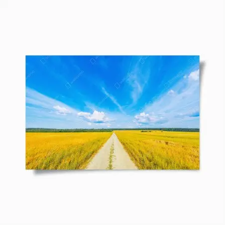 Poster goldene wiese unter weitem blauem himmel – Wallnifity®