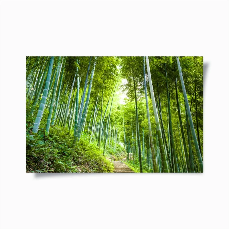 Poster ruhiger bambuswaldweg