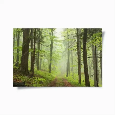 Poster nebliger grüner waldpfad – Wallnifity®