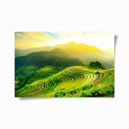 Poster goldene reisterrassen im morgenlicht – Wallnifity®