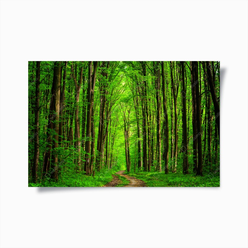 Wälder – Wallnifity®
