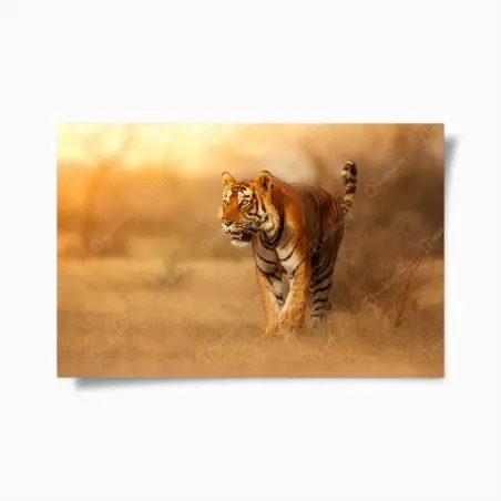 Poster majestätischer tiger im goldenen licht – Wallnifity®
