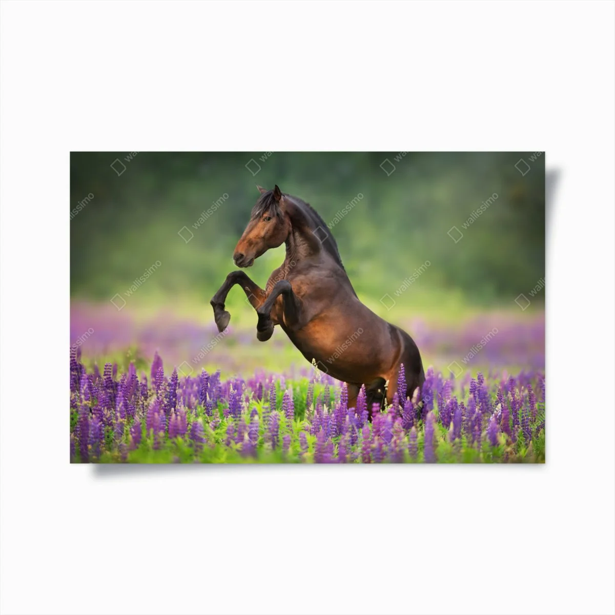 Poster brauner hengst bäumt sich in lupinenwiese auf – Wallnifity® Poster brauner hengst bäumt sich in lupinenwiese auf – Wallnifity®