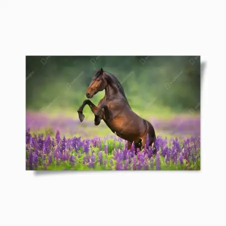 Poster brauner hengst bäumt sich in lupinenwiese auf – Wallnifity®