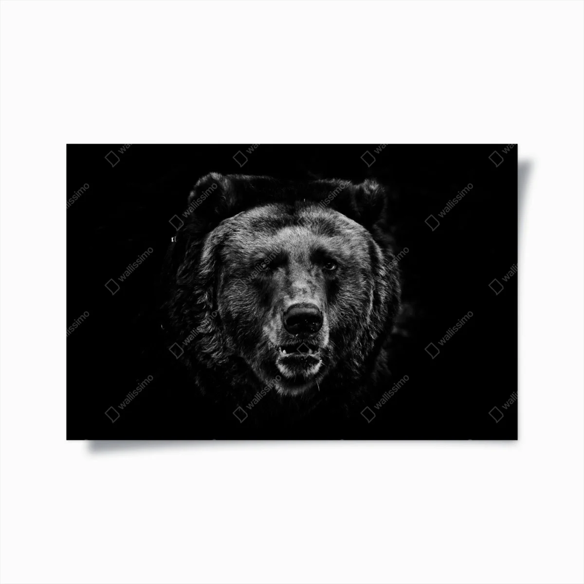 Poster düsteres grizzly-porträt in monochrom – Wallnifity® Poster düsteres grizzly-porträt in monochrom – Wallnifity®