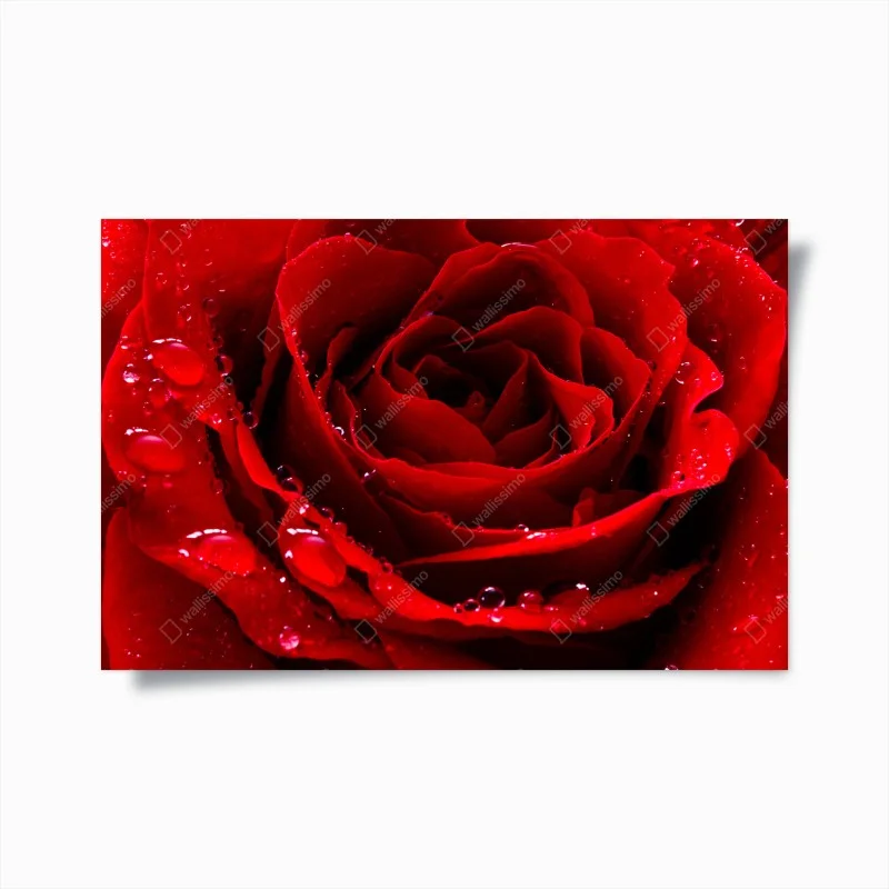 Poster leuchtend rote rose nahaufnahme