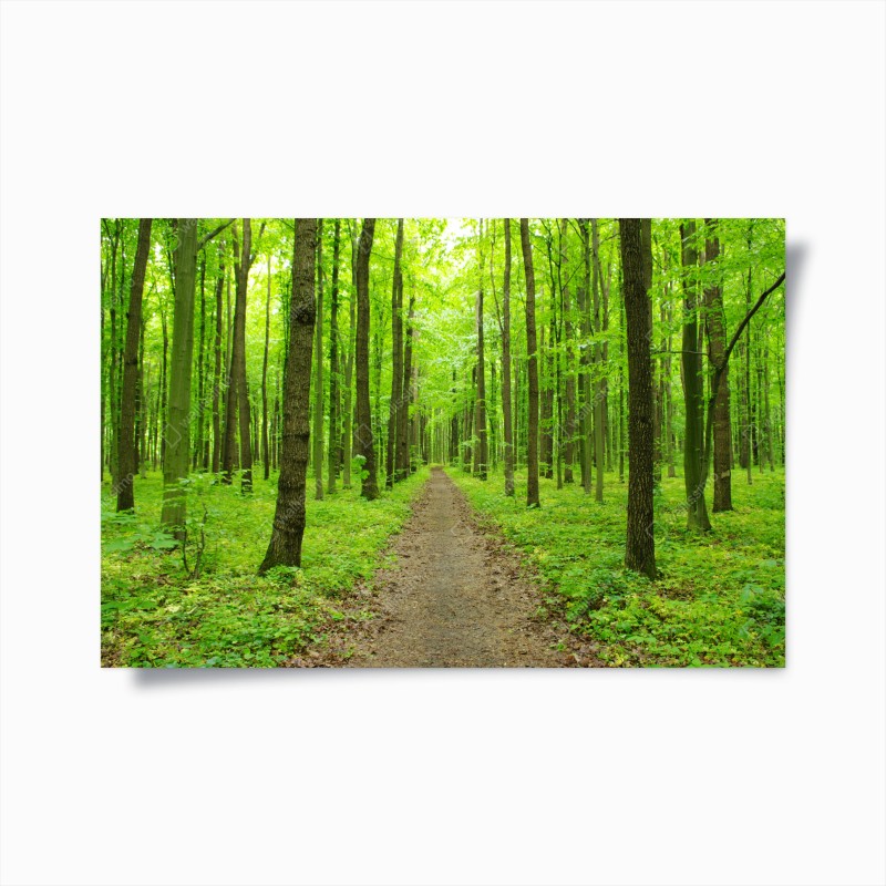 Wälder – Wallnifity®