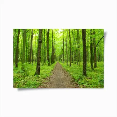 Poster ruhiger grüner waldweg – Wallnifity®