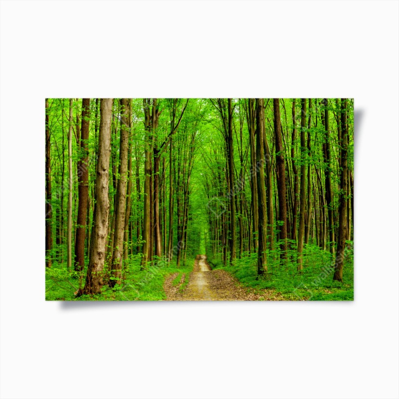 Wälder – Wallnifity®