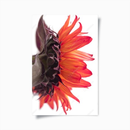 Poster intensive orange sonnenblume nahaufnahme – Wallnifity®
