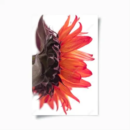Poster intensive orange sonnenblume nahaufnahme – Wallnifity®
