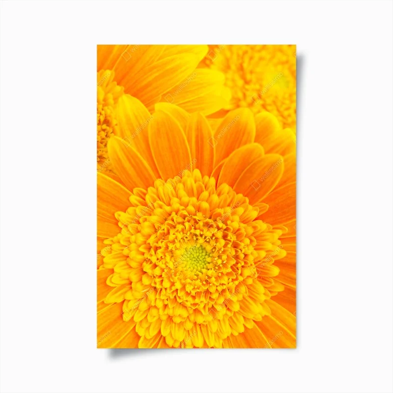 Poster intensive orange gerbera nahaufnahme