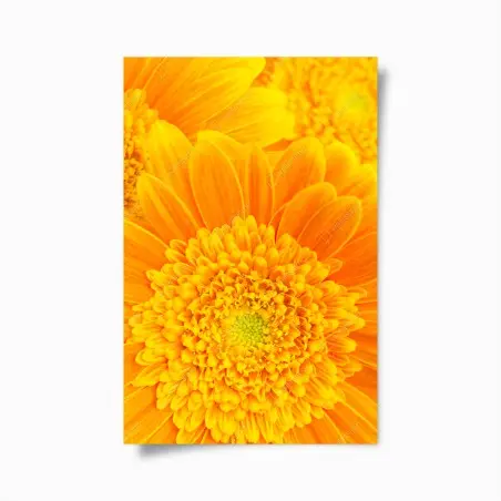 Poster intensive orange gerbera nahaufnahme – Wallnifity®