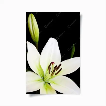 Poster weiße lilie vor schwarzem hintergrund – Wallnifity®
