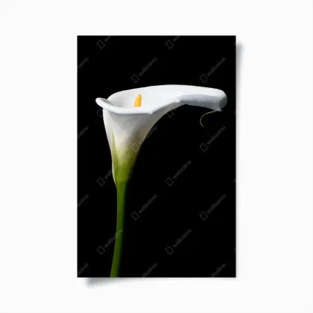Poster elegante weiße calla auf schwarzem hintergrund – Wallnifity®