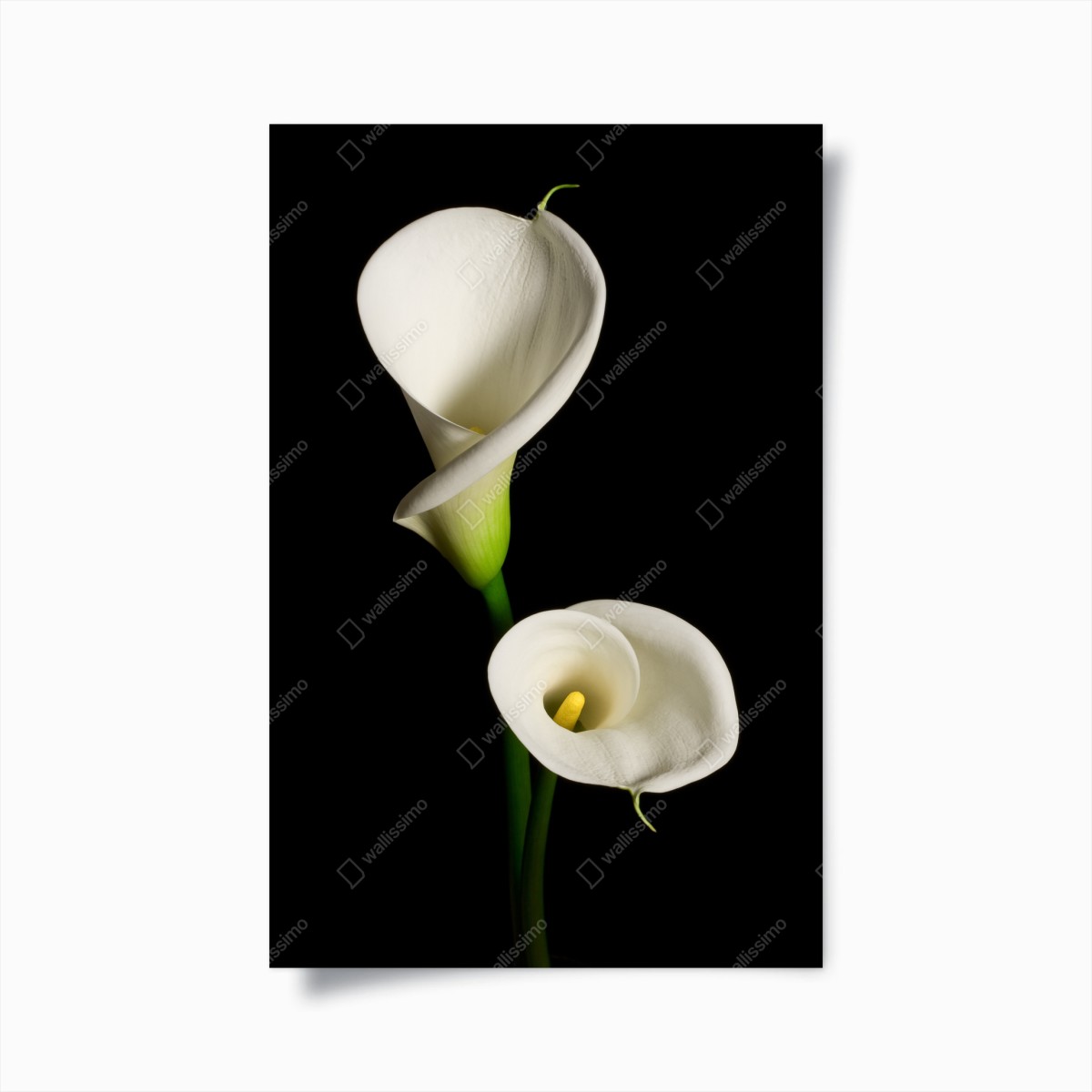 Poster weiße calla vor schwarzem hintergrund – Wallnifity®