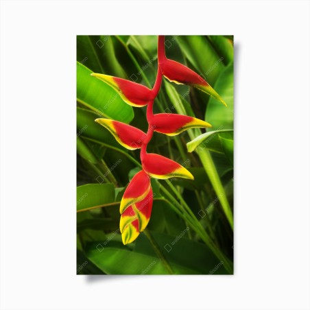 Poster leuchtende heliconia im tropischen laub – Wallnifity®