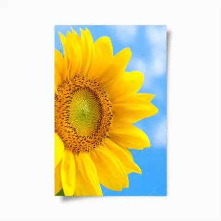 Poster leuchtende sonnenblume vor blauem himmel – Wallnifity®