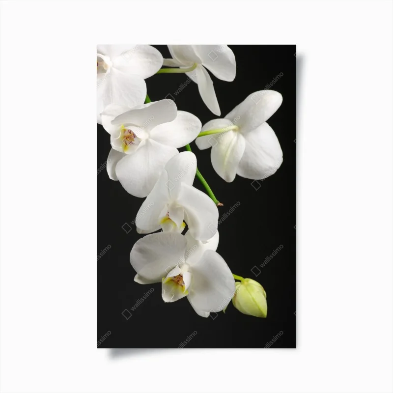 Minimalistisch – Wallnifity®