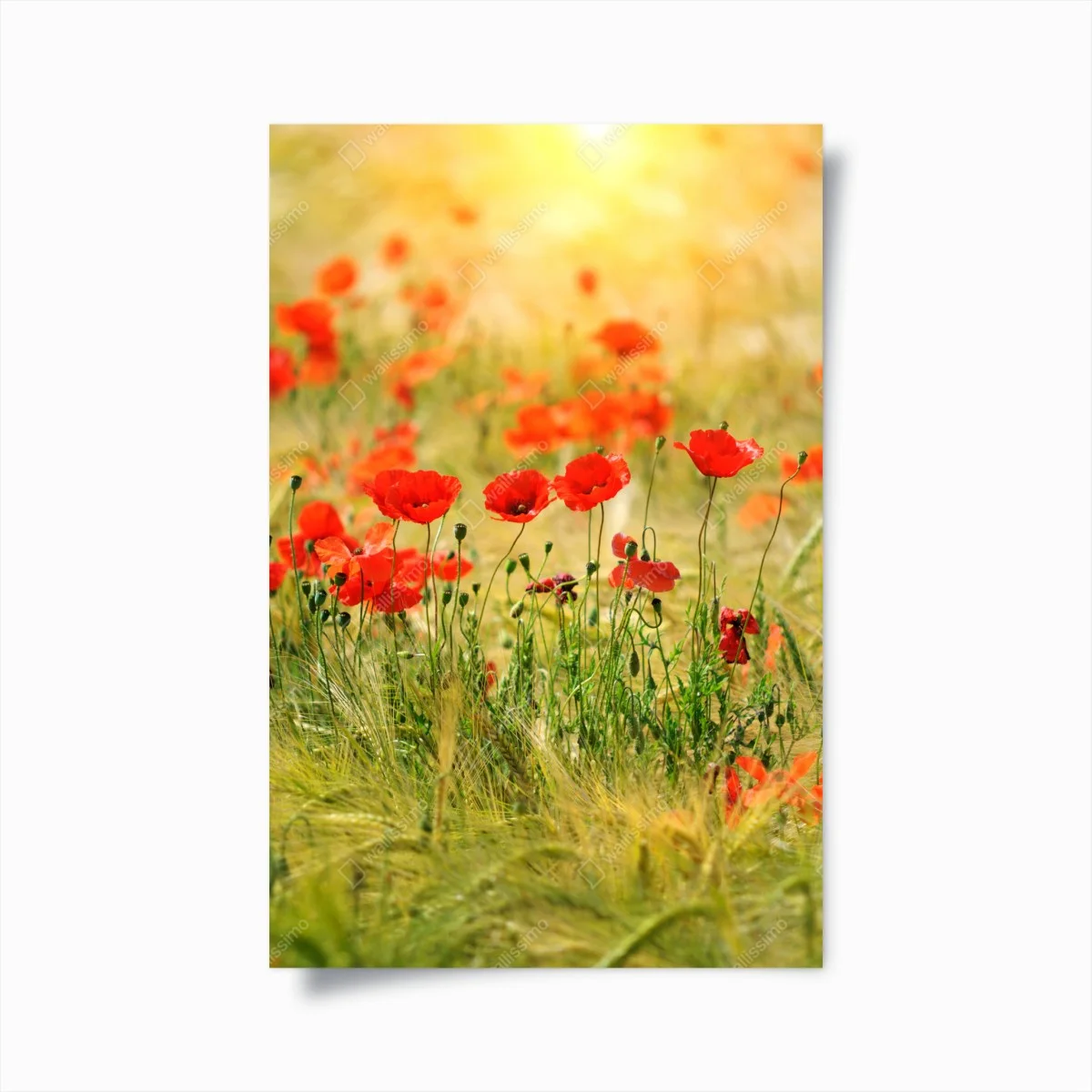 Poster rote mohnwiese im sonnenlicht – Wallnifity® Poster rote mohnwiese im sonnenlicht – Wallnifity®