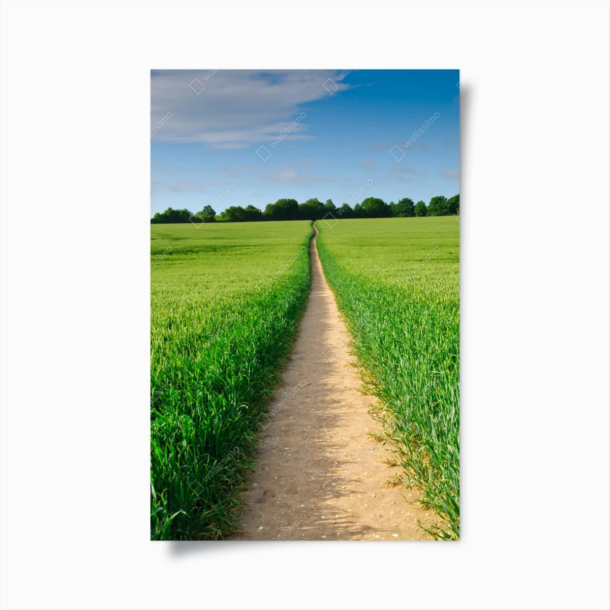 Poster sonnenbeschienener weg durch grüne wiese – Wallnifity® Poster sonnenbeschienener weg durch grüne wiese – Wallnifity®