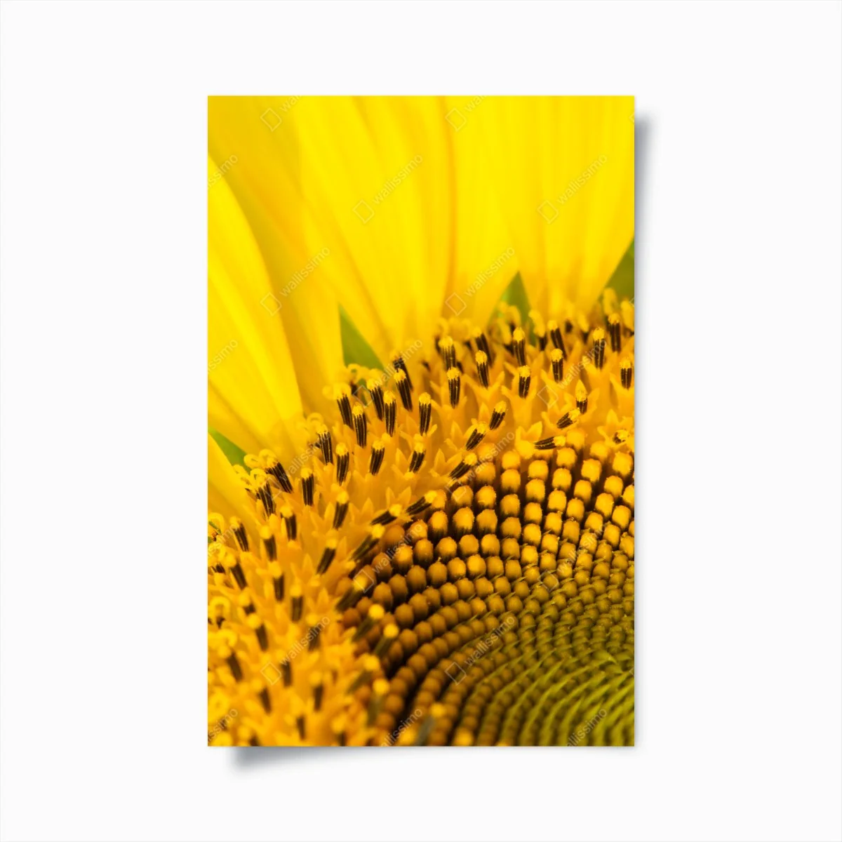 Poster goldene sonnenblume nahaufnahme – Wallnifity® Poster goldene sonnenblume nahaufnahme – Wallnifity®