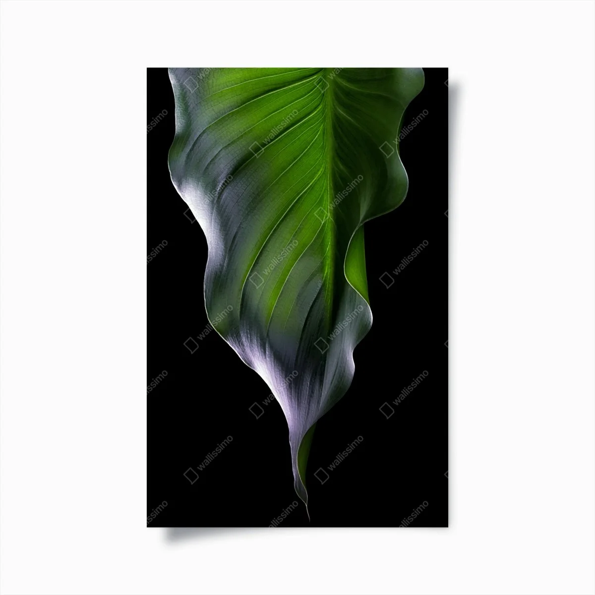 Poster elegantes grünes blatt auf schwarzem hintergrund – Wallnifity® Poster elegantes grünes blatt auf schwarzem hintergrund – Wallnifity®
