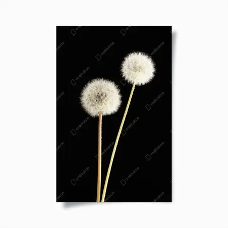 Poster zarte löwenzahnsamen auf schwarzem hintergrund – Wallnifity®