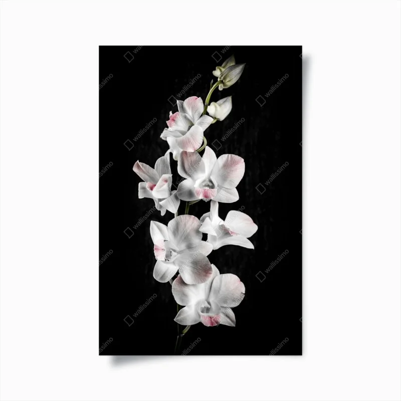 Poster weiße und rosa orchidee vor schwarzem hintergrund