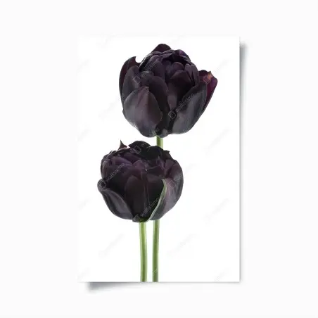Poster dunkle violette tulpen auf weißem hintergrund – Wallnifity®