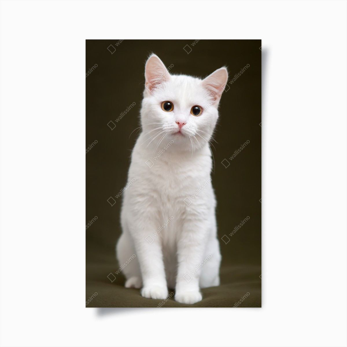 Poster niedliches porträt einer weißen katze – Wallnifity®