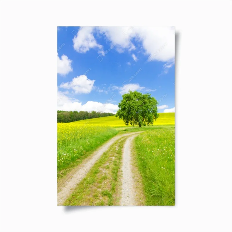 Poster sonniger feldweg mit einsamem baum