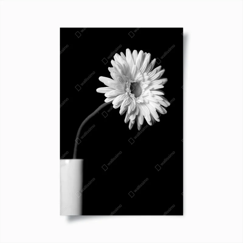 Poster weiße gerbera vor schwarzem hintergrund – Wallnifity®