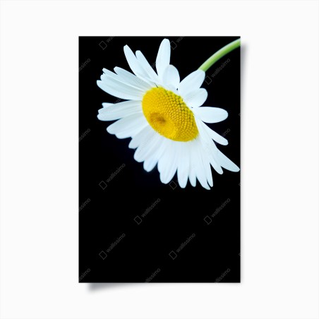 Poster weißes gänseblümchen nahaufnahme vor schwarzem hintergrund – Wallnifity®
