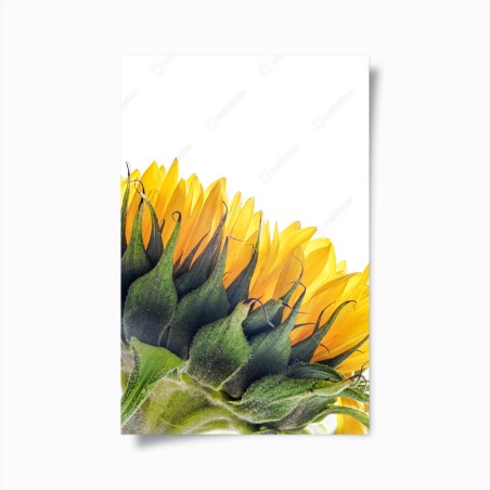 Poster sonnenblume in der ecke auf weißem hintergrund – Wallnifity®