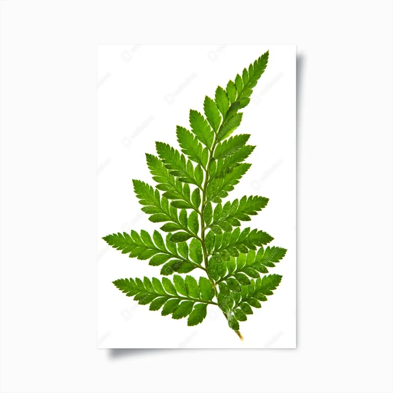 Poster grünes farnblatt auf weißem hintergrund