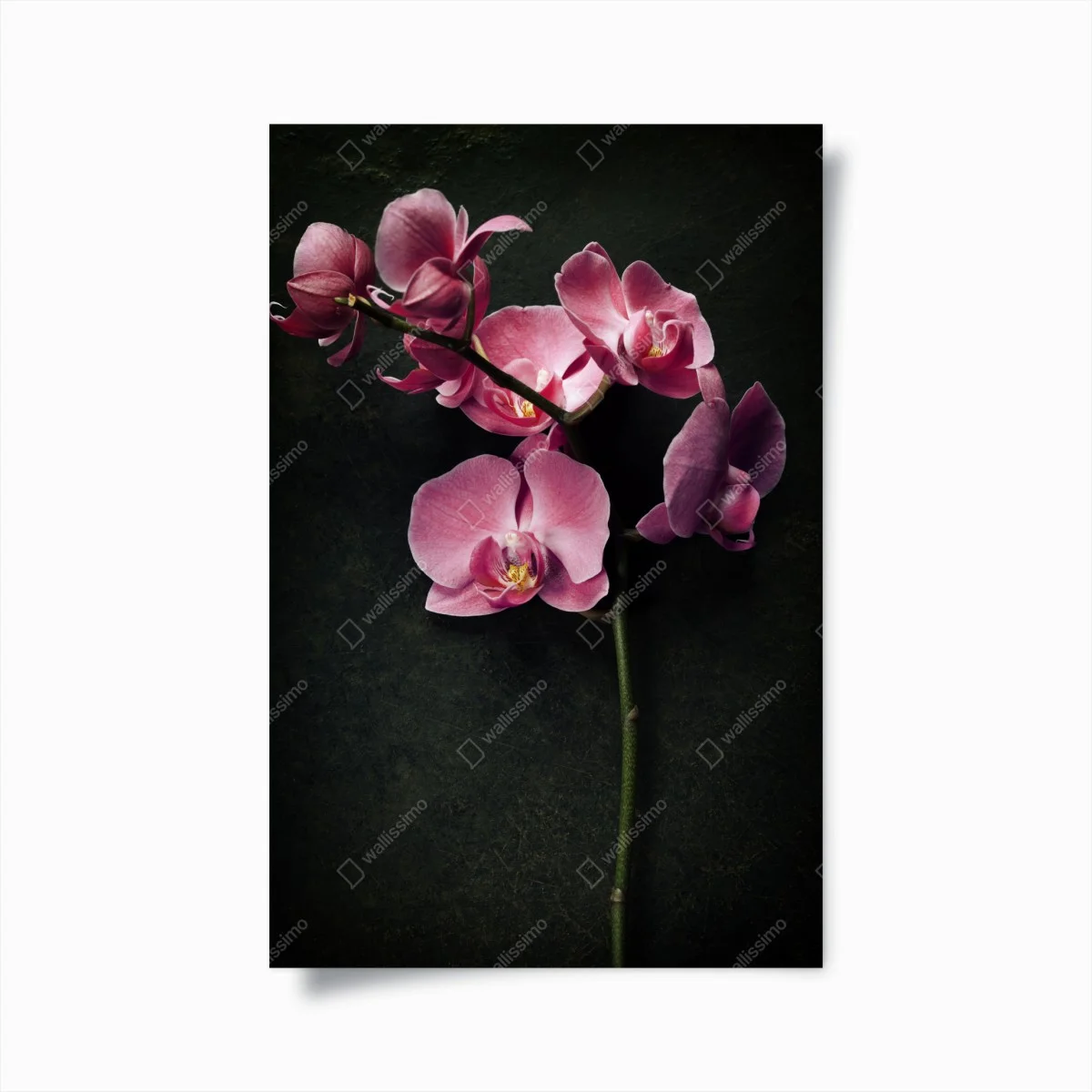 Poster rosa orchidee vor dunklem vintage-hintergrund – Wallnifity® Poster rosa orchidee vor dunklem vintage-hintergrund – Wallnifity®